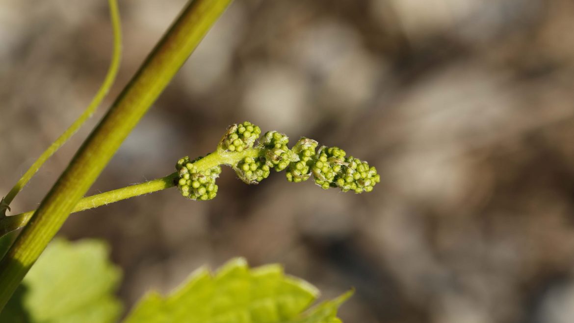 Samedi des 4 Saisons : 15 juin 2024 – 9h à 18h