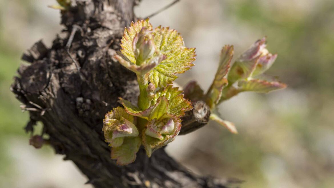 Samedi des 4 Saisons – printemps 2025