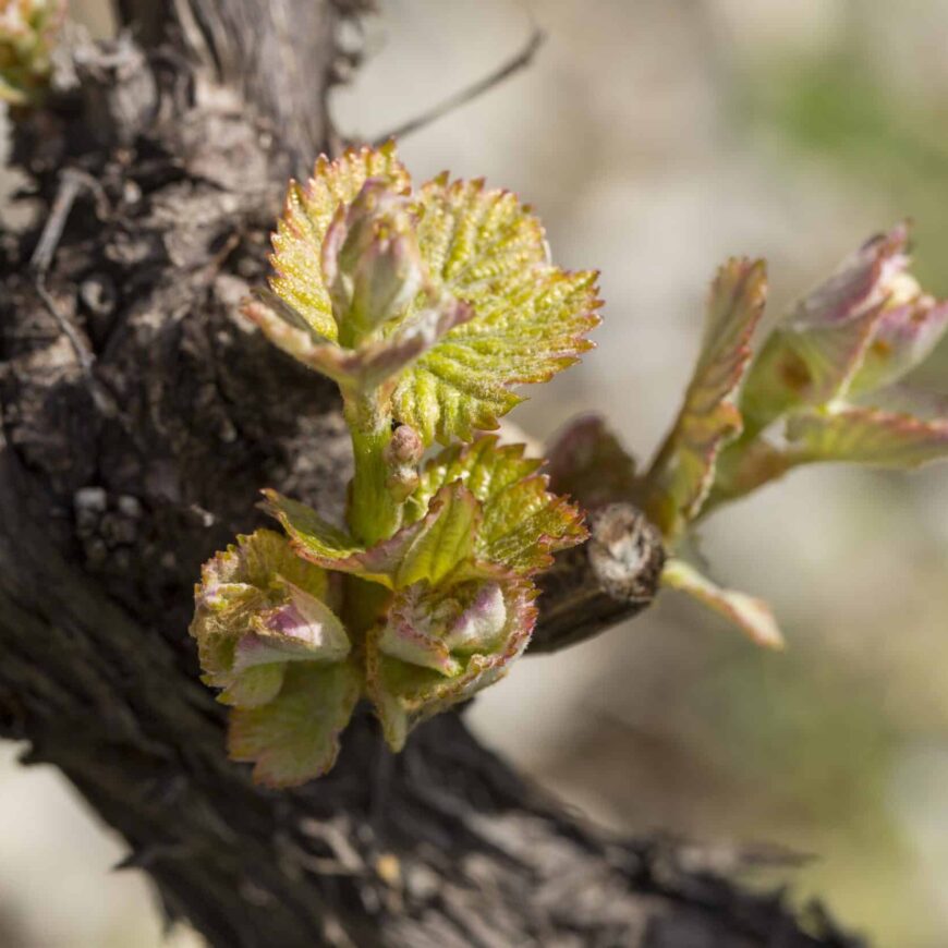 Samedi des 4 Saisons – printemps 2025
