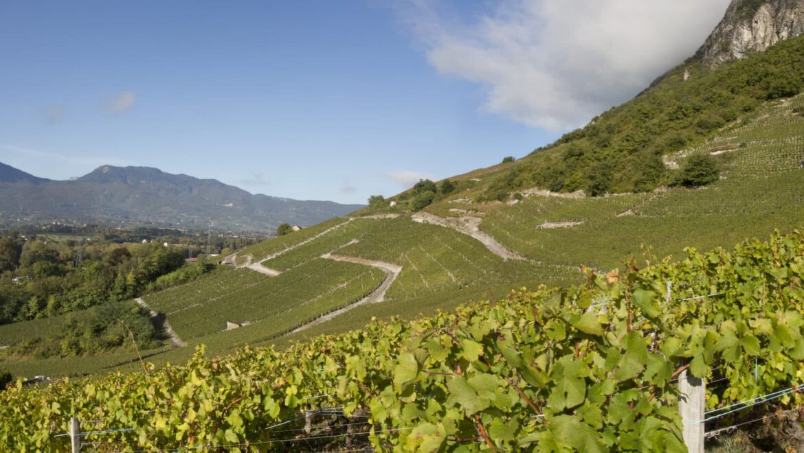 Dégustation vente de vins à Chainaz-les-Frasses