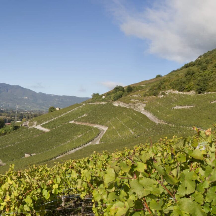 Dégustation vente de vins à Chainaz-les-Frasses